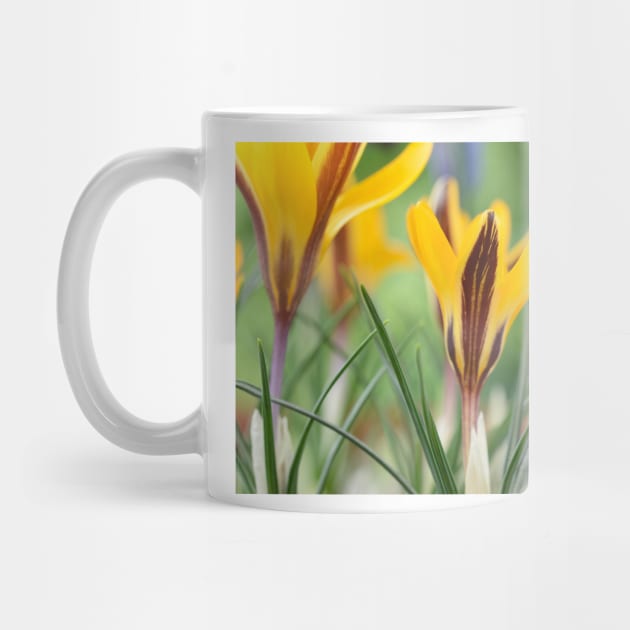 Crocus angustifolius  AGM  Cloth-of-gold crocus by chrisburrows